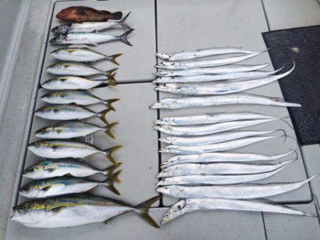 SeaRide(シーライド) 釣果