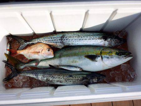 うさぎ丸 釣果