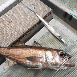 ＴＡＲＯＭＡＲＵ 釣果