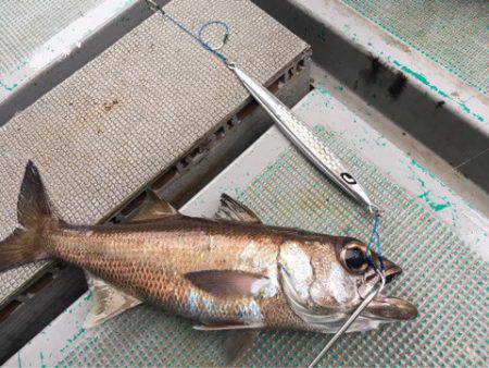 ＴＡＲＯＭＡＲＵ 釣果