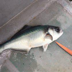 ＴＡＲＯＭＡＲＵ 釣果