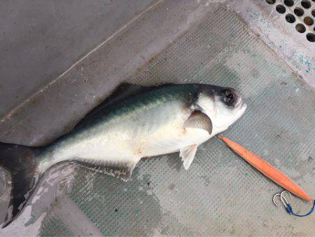 ＴＡＲＯＭＡＲＵ 釣果