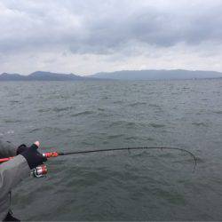 アマテラス 釣果