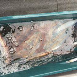 シーランチ 釣果