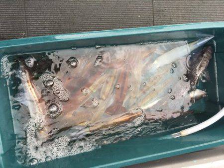 シーランチ 釣果