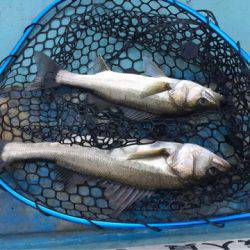 アマテラス 釣果