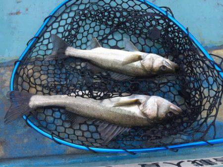 アマテラス 釣果