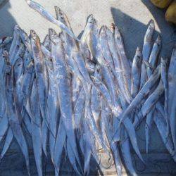 フィッシング キッタカ 釣果