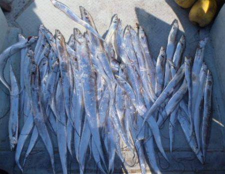 フィッシング キッタカ 釣果