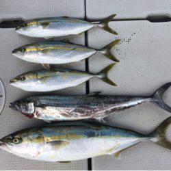 SeaRide(シーライド) 釣果