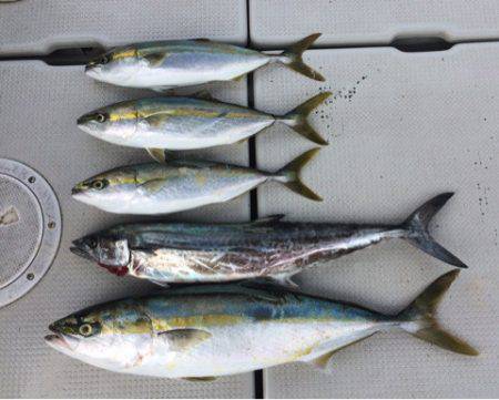 SeaRide(シーライド) 釣果