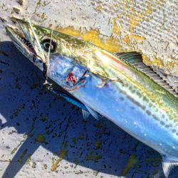 第二 海洋丸 釣果