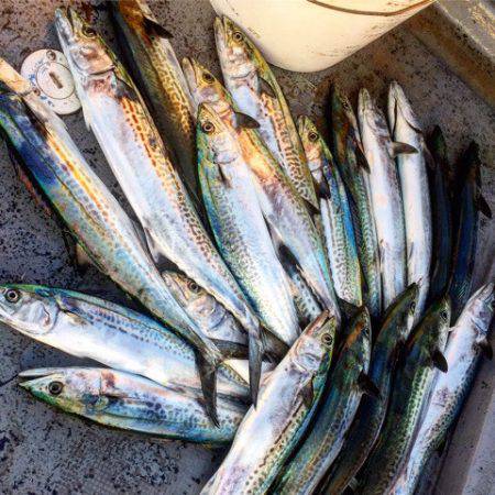 第二 海洋丸 釣果