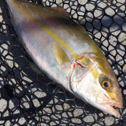 第二 海洋丸 釣果