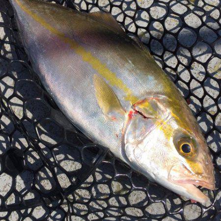 第二 海洋丸 釣果