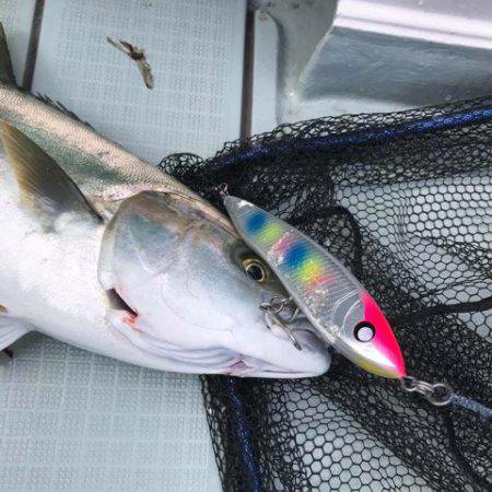 アマテラス 釣果