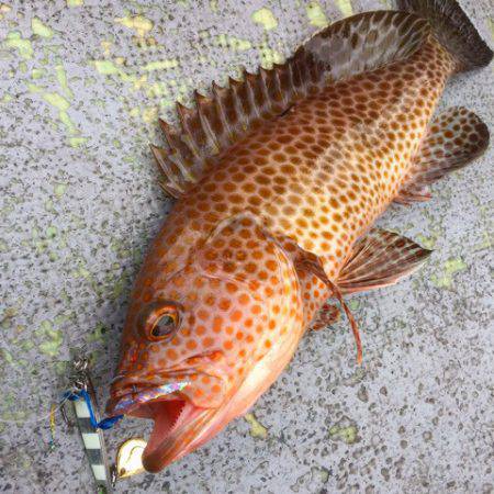 第二 海洋丸 釣果