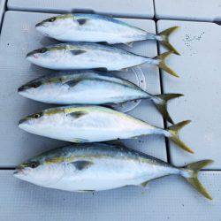 SeaRide(シーライド) 釣果