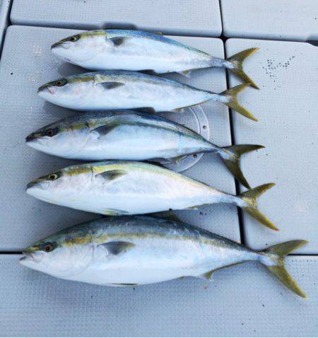 SeaRide(シーライド) 釣果