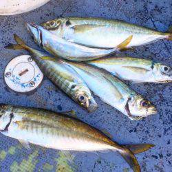 第二 海洋丸 釣果