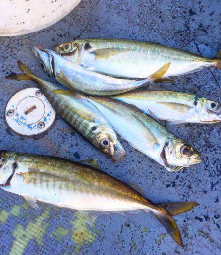 第二 海洋丸 釣果