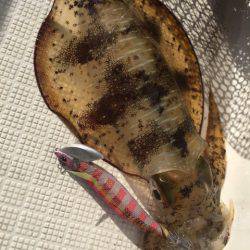 「LaGooN」蒼陽丸 日和号 釣果