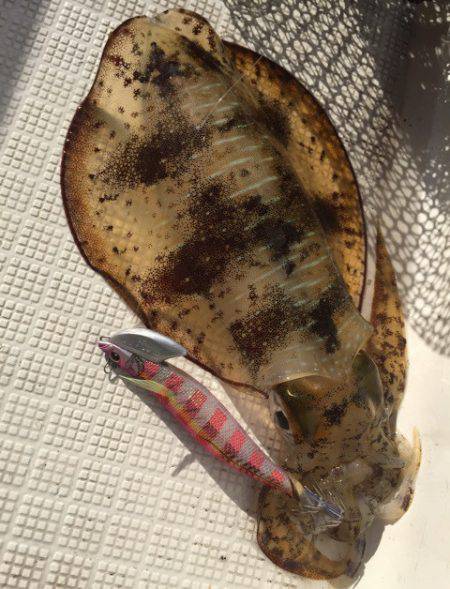 「LaGooN」蒼陽丸 日和号 釣果