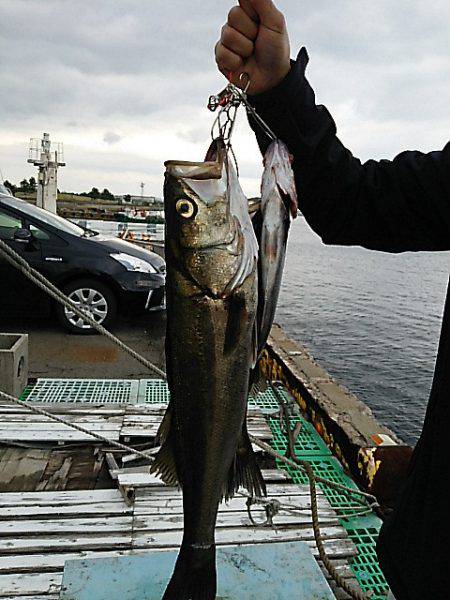 KO-SHIN丸 釣果