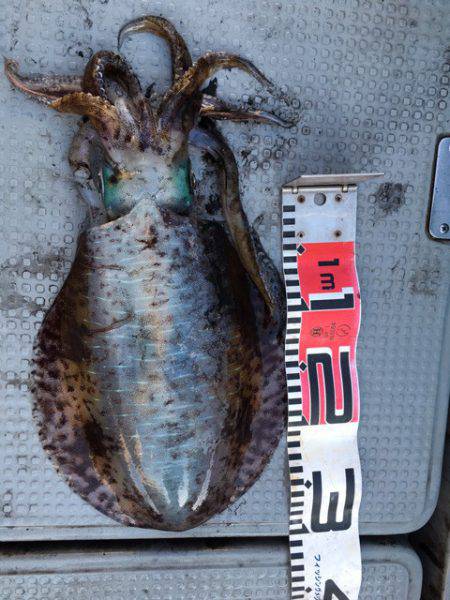 エヌスタイル 釣果