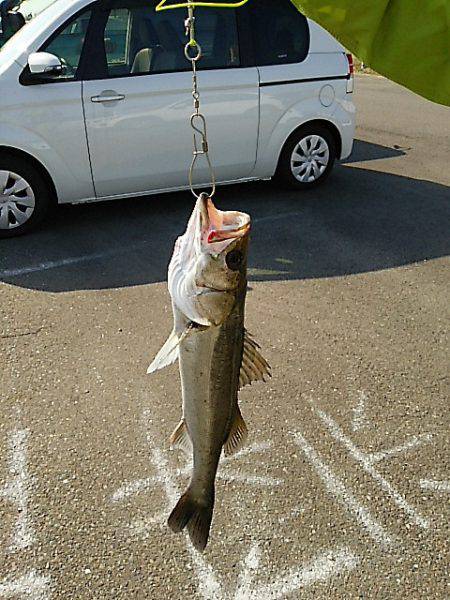 KO-SHIN丸 釣果