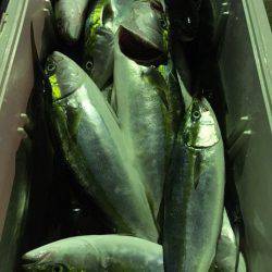 第二八坂丸 釣果