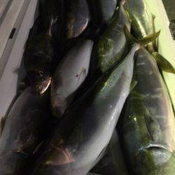 第二八坂丸 釣果