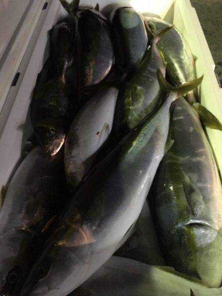 第二八坂丸 釣果