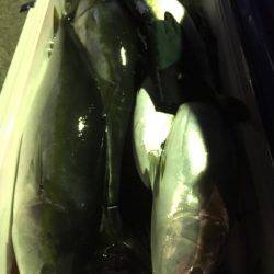 第二八坂丸 釣果