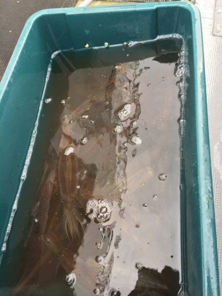 シーランチ 釣果