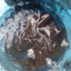 じゅん栄丸 釣果