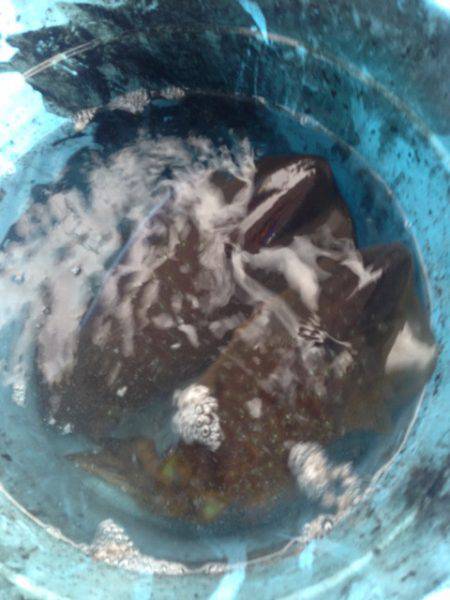 じゅん栄丸 釣果