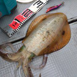 エヌスタイル 釣果