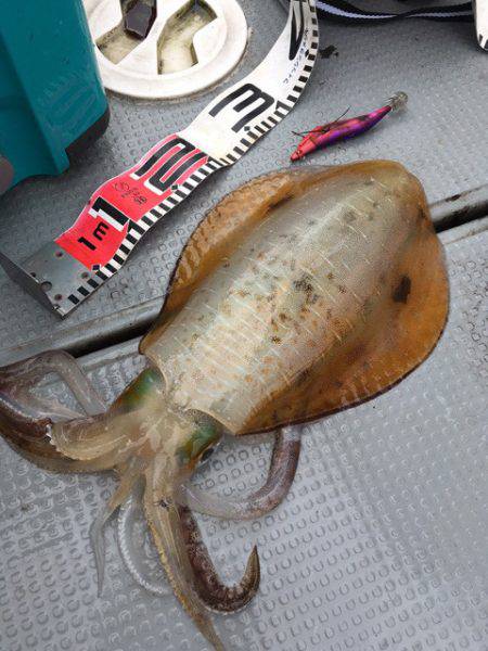 エヌスタイル 釣果