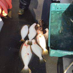 シーランチ 釣果