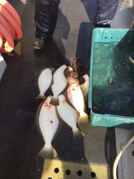 シーランチ 釣果