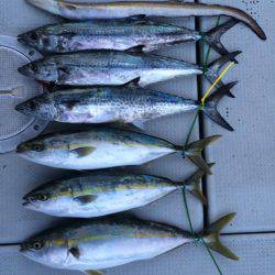 SeaRide(シーライド) 釣果