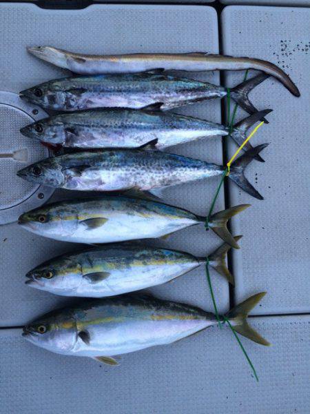 SeaRide(シーライド) 釣果