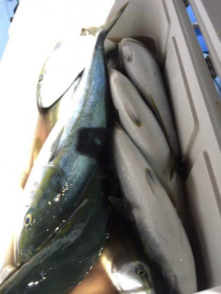 第二八坂丸 釣果