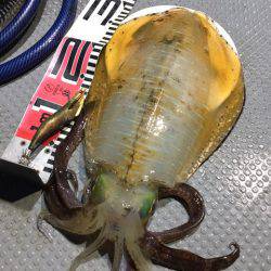 エヌスタイル 釣果