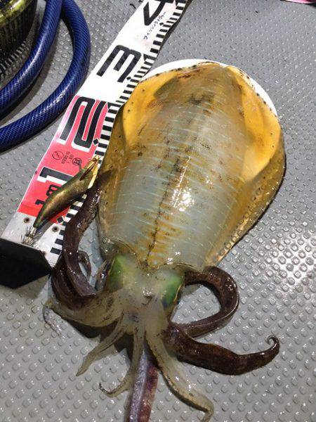 エヌスタイル 釣果