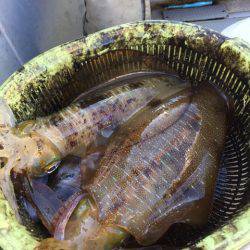 エヌスタイル 釣果