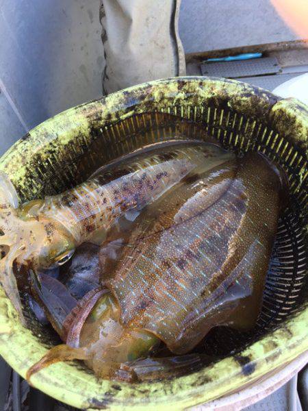 エヌスタイル 釣果