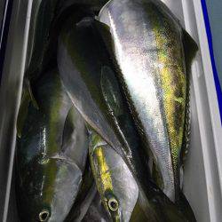 第二八坂丸 釣果