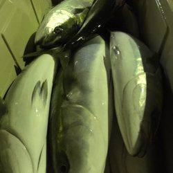 第二八坂丸 釣果